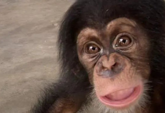 黑猩猩全球地下交易链：活捉它一个 得杀光全家