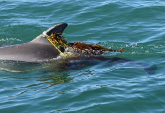 小海豚三次被鱼线缠住 一次次撕裂最终惨死