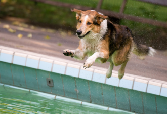 多伦多公共泳池将关闭 10个泳池举行狗狗游泳赛