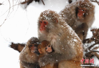 风雪里的野生猕猴：猴宝宝依偎妈妈怀里御寒