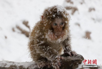 风雪里的野生猕猴：猴宝宝依偎妈妈怀里御寒