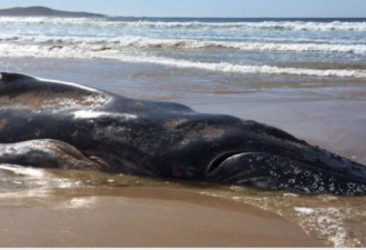 心碎一幕！新州海滩惊现幼年座头鲸尸体10米长