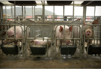 中国爆发猪瘟危机 如今要指望北欧猪精液解救