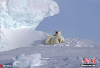 美国拟开发阿拉斯加的保护区 或直捣北极熊家园