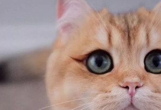 一只自带眼线的橘猫 这自带妆感的大眼睛很妖艳