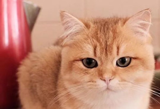 一只自带眼线的橘猫 这自带妆感的大眼睛很妖艳
