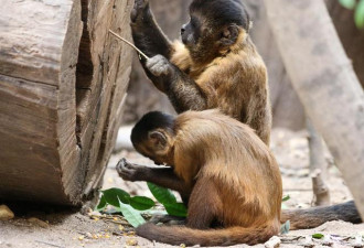 巴西卷尾猴进入石器时代 会不会进化成人