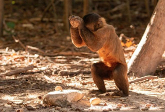 巴西卷尾猴进入石器时代 会不会进化成人