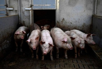 非洲猪瘟冲击中国稳定，北京宣传猪肉不好