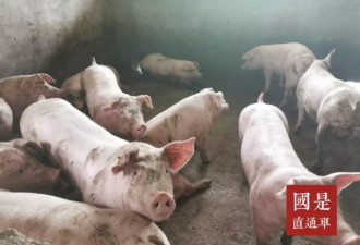 全球猪肉都在涨价 中国肉价怎么回稳？