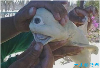 世界上最怪的鲨鱼 雪白并且只有一只眼睛