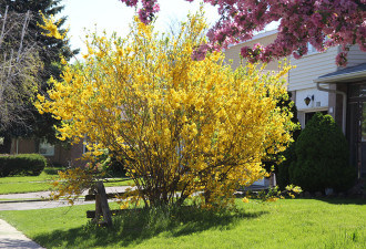 养花种草系列171：多伦多春天的花树