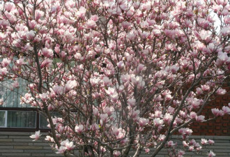 养花种草系列171：多伦多春天的花树