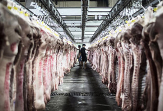 广州将投放1600吨储备冻猪肉 低于市场价10%