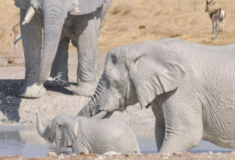 纳米比亚大象防晒有绝招!泥水护身犹如雕像
