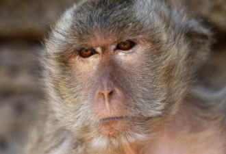 10中国猴子悲惨经历  牵出宝马奔驰丑闻