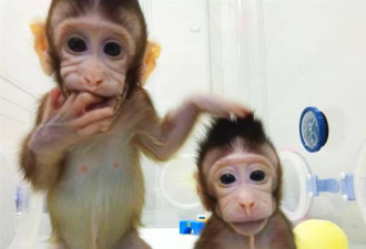 世界级突破！首例体细胞克隆猴在中国诞生