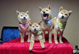 “锅碗瓢盆”一岁 宋茜等铲屎官为爱犬庆生