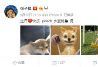 “锅碗瓢盆”一岁 宋茜等铲屎官为爱犬庆生