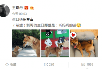 “锅碗瓢盆”一岁 宋茜等铲屎官为爱犬庆生