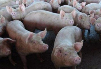俄罗斯将出口100万吨猪肉 阿根廷猪肉速运中国