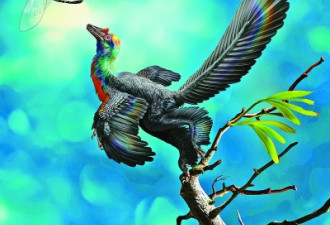 中国发现1.61亿年前“彩虹恐龙”:羽毛绚丽