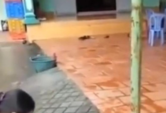 越南狗狗因追邻家鸡鸭，遭主人惩罚被砍下爪子