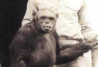 披露：100年前，美国造出“人猩”杂交动物…