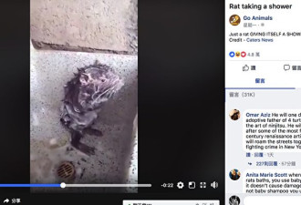 一只“会洗澡的老鼠”视频疯传！