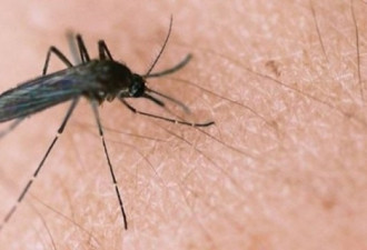 皮尔区发现有蚊子感染西尼罗病毒