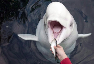 温哥华水族馆将不再继续引进鲸鱼和海豚