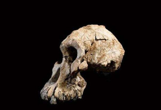考古学家发现380万年前头骨化石 颠覆进化史