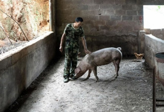 猪肉价格飙升 中国政府烦透了
