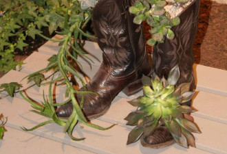 养花种草系列175：鞋子种花神奇的花器