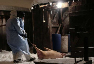 恐怖！非洲猪瘟蔓延至越南全部省市！