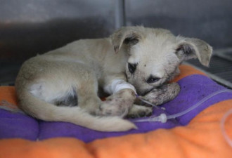 5个月小狗疑被人砍掉下颌骨 被发现时还摇尾巴