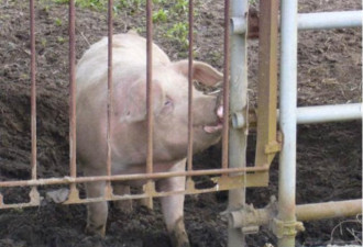 日本猪瘟疫情失控 关东地区也首次传出猪瘟疫情