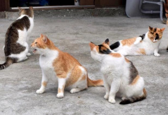 日本猫岛遭人恶意投毒，70只猫咪口吐白沫死亡