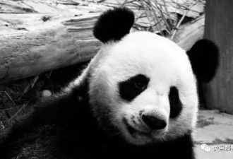 19岁大熊猫离世：另一只一定要平安回家啊！