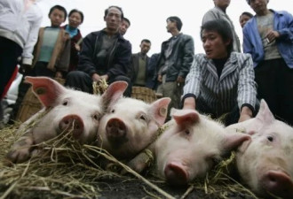 中国猪农好惨 对抗猪瘟 还要严防“ 疫苗 ”