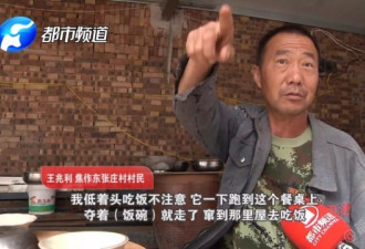 猴子下山变”村霸“，又吃又摔还抢人饭碗