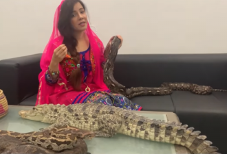 巴基斯坦女星养鳄鱼蛇当宠物 还“威胁”莫迪