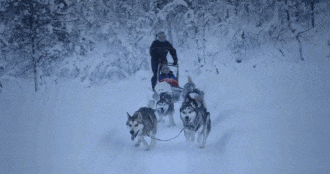救救多伦多这个雪场的120只狗狗吧