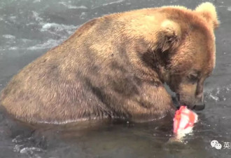 2只熊掌被严重烧伤的熊 居然被鱼皮救回来了