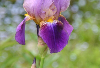 养花种草系列177：仙风道骨鸢尾花Iris