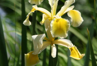 养花种草系列177：仙风道骨鸢尾花Iris