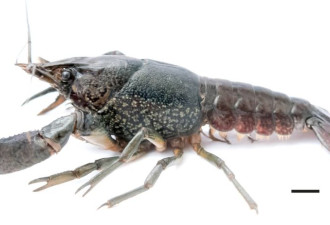 孤雌生殖小龙虾席卷全球造福吃货？