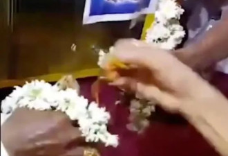 一个震惊世界的离婚案：主角不是人 是青蛙