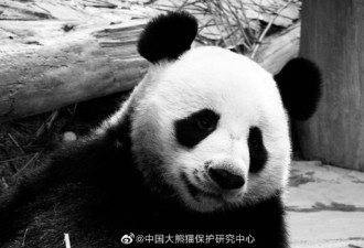 旅泰19岁大熊猫创创离世 死亡原因有待调查