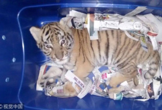 惊呆了！一只墨西哥老虎被封进塑料箱里快递